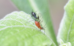 Uroleucon verbesinae