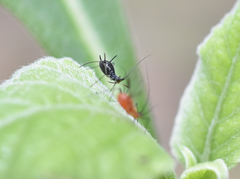 Uroleucon verbesinae