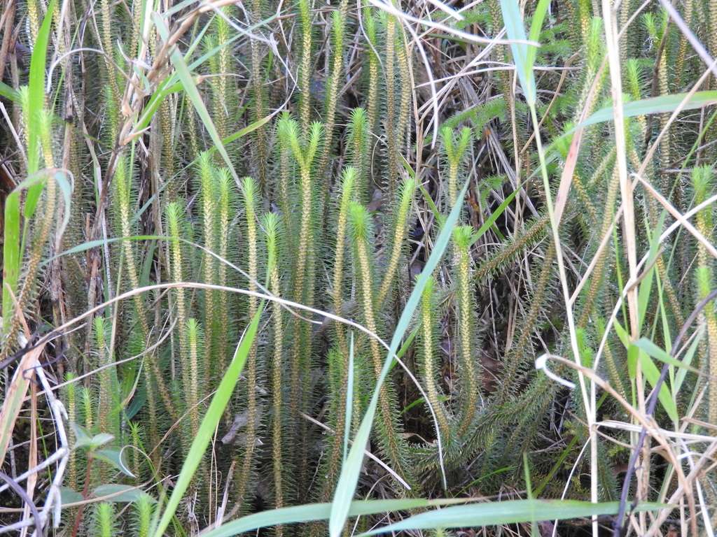 Phlegmariurus reflexus