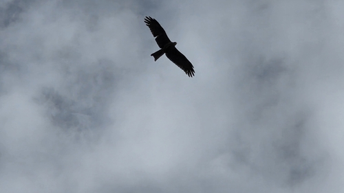 Black Kite