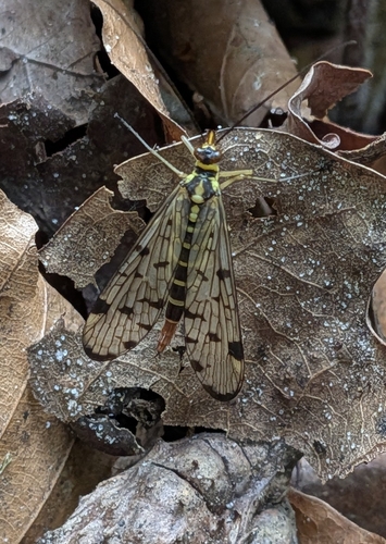 German Scorpionfly