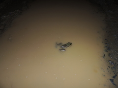 Lithobates bwana