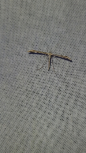 Morning-glory Plume Moth