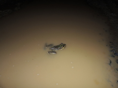 Lithobates bwana