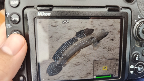 Great Blue-spotted Mudskipper