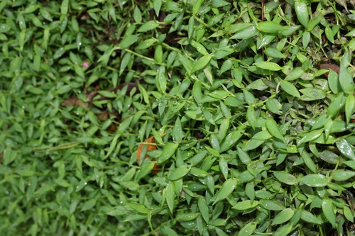 Isachne myosotis observed 2026-06-06
