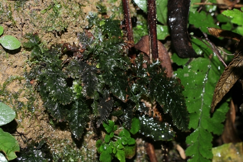 Abrodictyum obscurum observed 2026-06-06