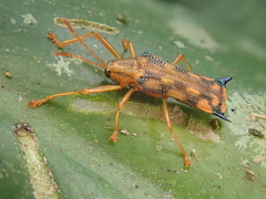 Sceloenopla