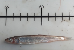 Thaleichthys pacificus