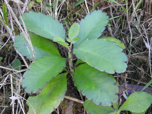 Kalanchoe pinnata