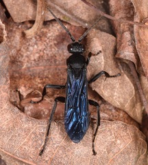 Calopompilus validus