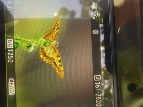 Old World Swallowtail