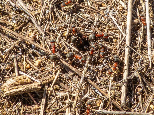 Black-backed meadow ant