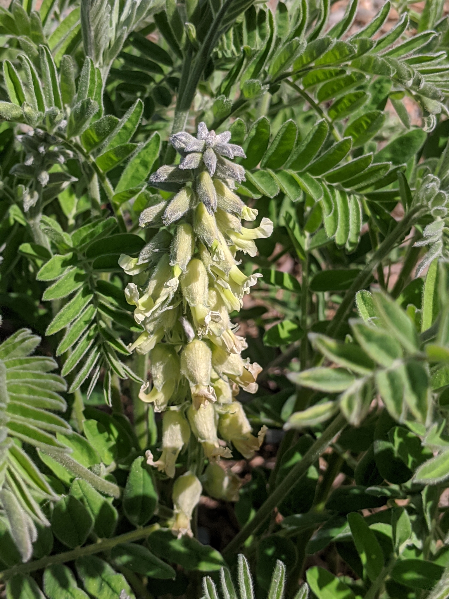 Sophora leachiana