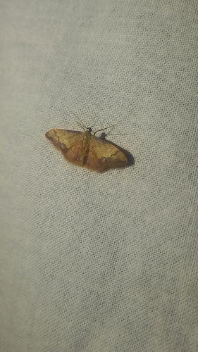 Idaea ostrinaria