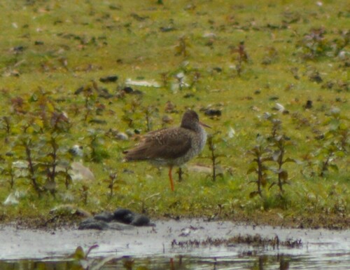 iNaturalist image