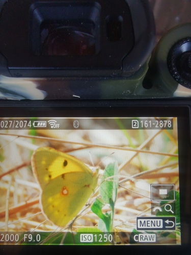 Clouded Yellow