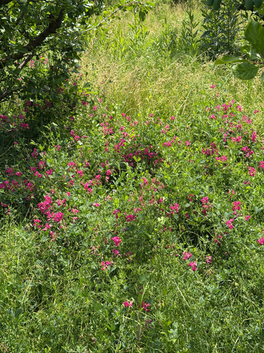 tuberous pea