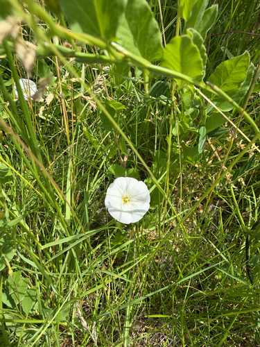 field bindweed