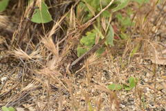Schistocerca nitens