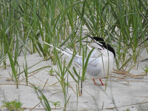 iNaturalist image