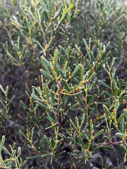 (c) Alex Stuart, some rights reserved (CC BY) Acacia sclerophylla, photograph (c) Alex Stuart, some rights reserved (CC BY)