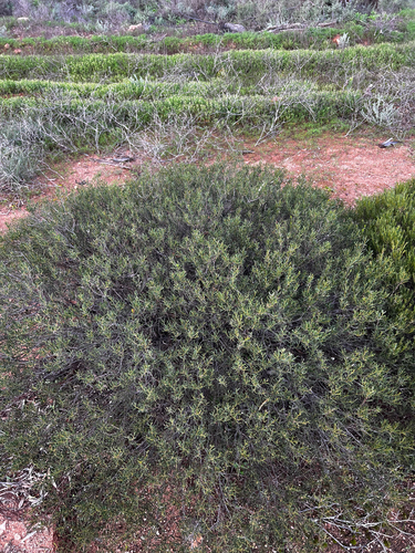 Acacia sclerophylla, photograph 2