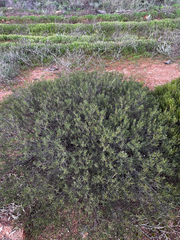 (c) Alex Stuart, some rights reserved (CC BY) Acacia sclerophylla, photograph (c) Alex Stuart, some rights reserved (CC BY)