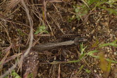 Schistocerca nitens