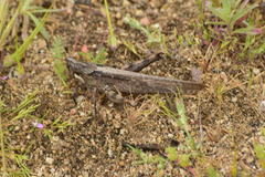 Schistocerca nitens