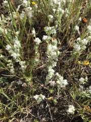 Micropus californicus