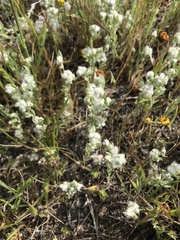 Micropus californicus