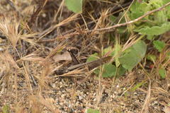 Schistocerca nitens