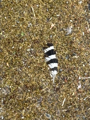 Plume de Huppe fasciée