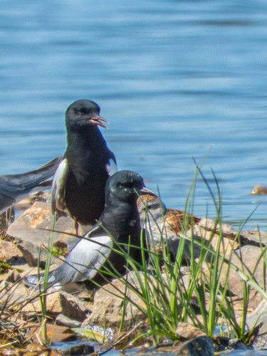 iNaturalist image