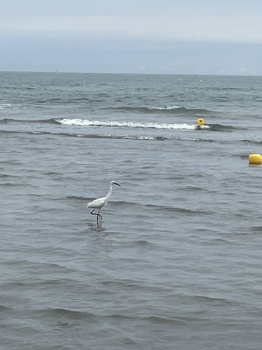 iNaturalist image