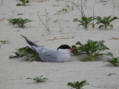 iNaturalist image