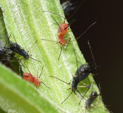 Uroleucon verbesinae