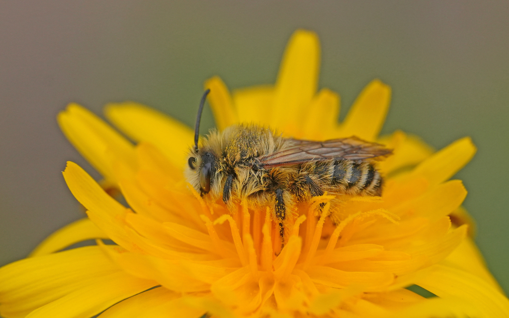 Dasypoda sinuata