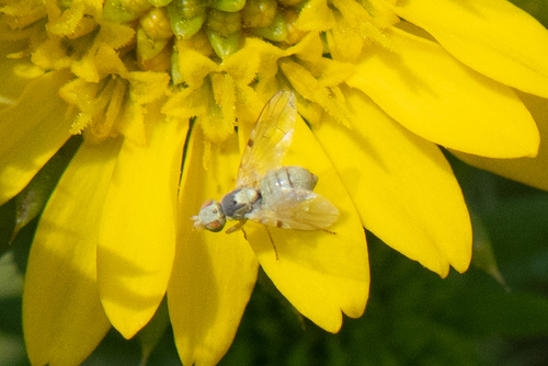 Neaspilota signifera
