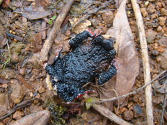 Melanophryniscus simplex