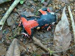 Melanophryniscus simplex