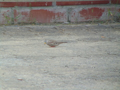 Columbina cruziana