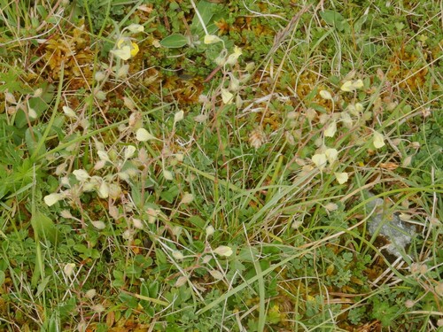 Helianthemum canum, photograph 5