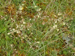 author not stated, no rights reserved Helianthemum canum, photograph author not stated, no rights reserved