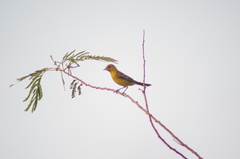 Icterus spurius