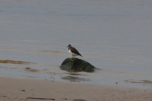 iNaturalist image