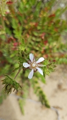 Horkelia cuneata