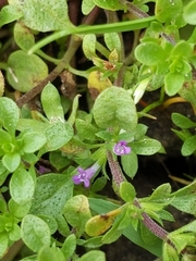 Pogogyne serpylloides