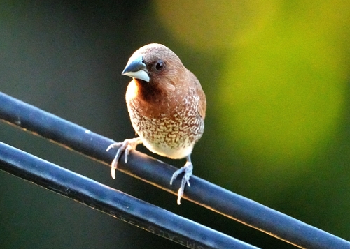 Scaly-breasted Munia